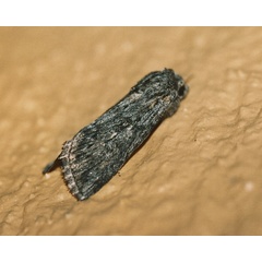 /filer/webapps/moths/media/images/B/brunnea_Ectochela_A_Roland_01.jpg