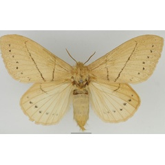 /filer/webapps/moths/media/images/S/sordida_Philotherma_AF_Basquin.jpg