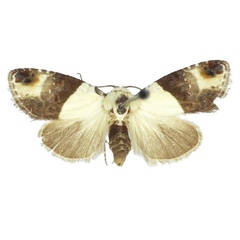 /filer/webapps/moths/media/images/S/smithi_Leucobaeta_PTF_BMNH.jpg