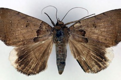 Achaea basalis
