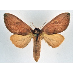 /filer/webapps/moths/media/images/H/helgae_Synete_AF_NHMO.jpg