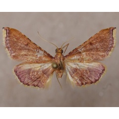 /filer/webapps/moths/media/images/E/erythralis_Endrotricha_A_Butler.jpg