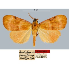 /filer/webapps/moths/media/images/P/pyxinodes_Paralephana_HT_MNHN.jpg