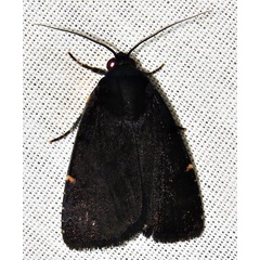 /filer/webapps/moths/media/images/N/nigerrima_Callyna_A_Braun_05.jpg