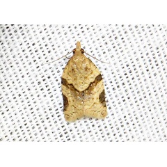 /filer/webapps/moths/media/images/H/hedrastis_Clepsis_A_Braun_05.jpg