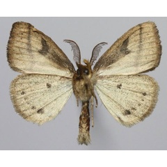 /filer/webapps/moths/media/images/S/stigmatica_Laelia_AM_Golovizinb.jpg