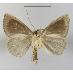 /filer/webapps/moths/media/images/P/pollusca_Neonegeta_A_MGCLb_01.JPG