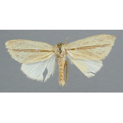 /filer/webapps/moths/media/images/B/brunneifascia_Bisolita_A_RMCA.jpg