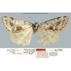 /filer/webapps/moths/media/images/S/sogai_Porthesaroa_AT_MNHN.jpg