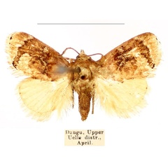 /filer/webapps/moths/media/images/A/alianta_Niphadolepis_AF_BMNH_Mc1PfeZ.jpg