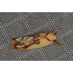 /filer/webapps/moths/media/images/P/pyrrhopsamma_Briarostoma_A_Heyns_02.JPG