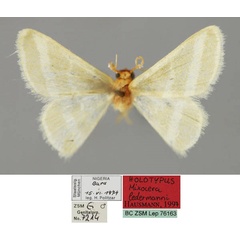 /filer/webapps/moths/media/images/L/ledermanni_Mixocera_HT_ZSM_01.jpg