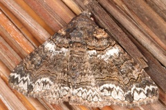 Pericyma atrifusa