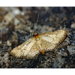 /filer/webapps/moths/media/images/F/flavicilia_Rhodoneura_A_Roland_01_jtykv2A.jpg