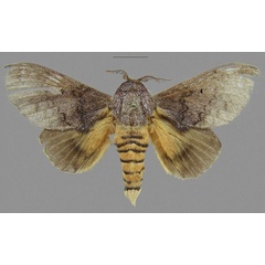 /filer/webapps/moths/media/images/G/greyi_Gastroplakaeis_STM_CMNH.jpg