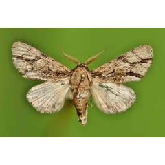 /filer/webapps/moths/media/images/F/fasciata_Thiacidas_A_Butler.jpg