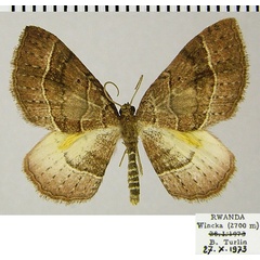 /filer/webapps/moths/media/images/P/pythia_Asthenotricha_AM_ZSMa.jpg