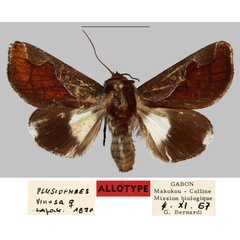 /filer/webapps/moths/media/images/V/vinosa_Plusiophaes_AT_MNHN.jpg