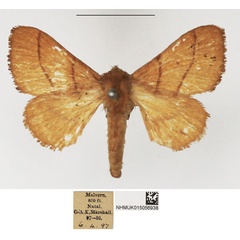 /filer/webapps/moths/media/images/S/simplex_Ammacosola_AF_NHMUK.jpg