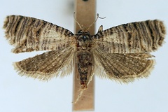 Pseudurgis polychorda