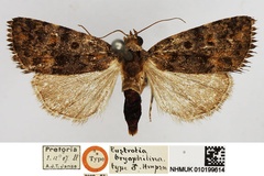 Deltote bryophilina