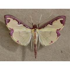 /filer/webapps/moths/media/images/P/pudoraria_Cadarena_A_Butler_02.jpg