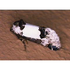 /filer/webapps/moths/media/images/P/pienaari_Euterpiodes_A_Roland_01.jpg