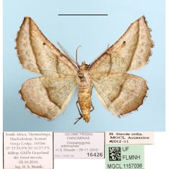 /filer/webapps/moths/media/images/A/admiranda_Drepanogynis_A_MGCLa_01.jpg