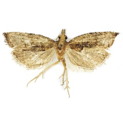 /filer/webapps/moths/media/images/A/acutapex_Parapammene_HT_Bassi.jpg