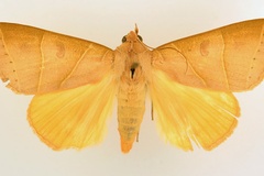 Thyas parallelipipeda