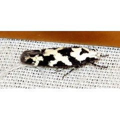 /filer/webapps/moths/media/images/C/caelata_Furcaphora_A_Braun_03.jpg