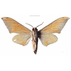 /filer/webapps/moths/media/images/A/aequabilis_Pseudoclanis_PTM_EMEMb.jpg