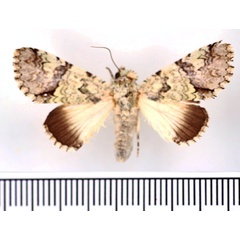 /filer/webapps/moths/media/images/D/delicata_Bamra_AF_BMNH.jpg