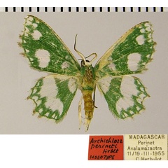 /filer/webapps/moths/media/images/P/perineti_Archichlora_HT_ZSMa.jpg