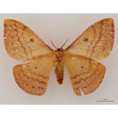 /filer/webapps/moths/media/images/N/nyikensis_Tagoropsiella_AT_RBINS_02.jpg