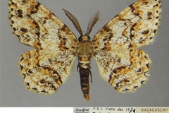 Colocleora herbuloti