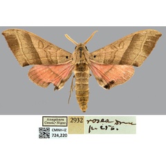 /filer/webapps/moths/media/images/D/drucei_Rufoclanis_AT_CMNHa.jpg