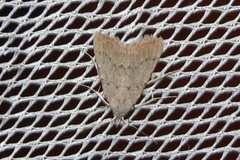 Meganola argyromorpha
