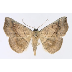 /filer/webapps/moths/media/images/A/arida_Pleuronodes_AM_TMSA_01.jpg