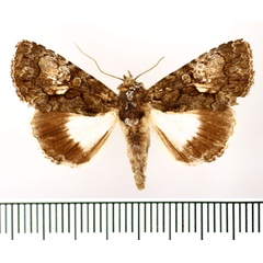 /filer/webapps/moths/media/images/I/iridocosma_Aedia_AM_BMNH_02.jpg