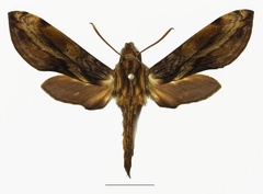 /filer/webapps/moths/media/images/P/pelius_Theretra_AF_Basquina.jpg