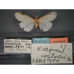 /filer/webapps/moths/media/images/C/costalis_Logunovium_HT_RMCA_01.jpg