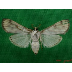 /filer/webapps/moths/media/images/P/pardalis_Obtusipalpis_A_Albertb_01.jpg