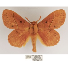 /filer/webapps/moths/media/images/R/rosa_Philotherma_AM_TMSA.jpg