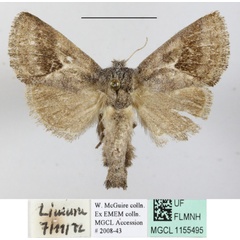 /filer/webapps/moths/media/images/B/bifasciata_Metarbela_A_MGCLa_01.JPG