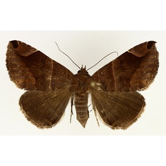 /filer/webapps/moths/media/images/P/proxima_Bastilla_AF_TMSA_01.jpg