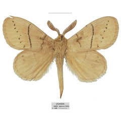 /filer/webapps/moths/media/images/U/uganda_Philotherma_PTM_Basquin.jpg