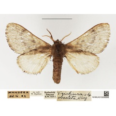 /filer/webapps/moths/media/images/O/obsoleta_Anadiasa_AF_NHMUK_01.jpg