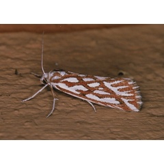 /filer/webapps/moths/media/images/T/trofonia_Argyrophora_A_Roland_09.jpg