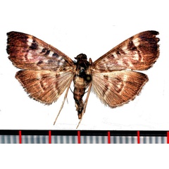 /filer/webapps/moths/media/images/F/fuscoalbalis_Dichocrocis_AM_Poltavsky.jpg